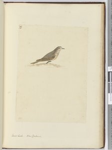 Sand Lark. New Zealand, 1772-75
