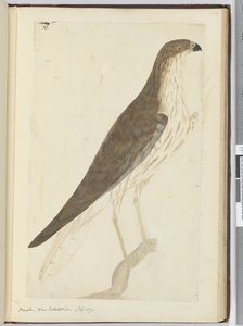 Hawk. New Caledonia. (Sept. 1774), 1772-75
