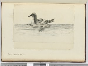 Pintado. Seen in High South Lat., 1772-75