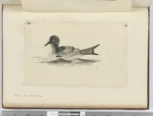 Pintado. Seen in High South Lat., 1772-75