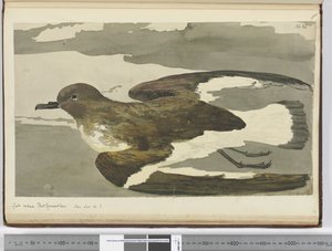 Gull Called Port Egmont Hen. Seen Lat. 50 S., 1772-75