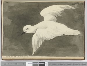Antarctic White Petrel. Seen Lat. 60 to Lat. 71 S., 1772-75