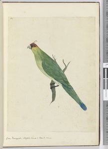 Green Parroquet. Norfolk Island & Friendly Islands, 1772-75