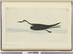 Noddy. Seen at Sea High S. Lat., 1772-75