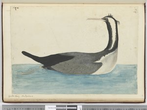 Crested shag. New Zealand, 1772-75