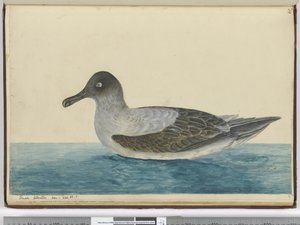 Small albatross seen in lat. 65 S., 1772-75