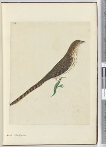 Hawk. New Zealand, 1772-75