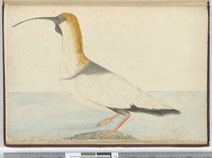 A new curlew. Seen on Staten Island Tierra del Fuego Jan. 1774, 1772-75