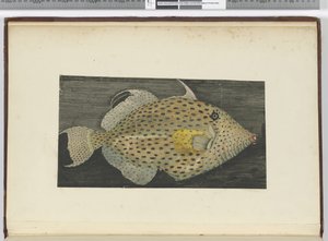 A fish called Old Wife of S. Jago, 1772-75