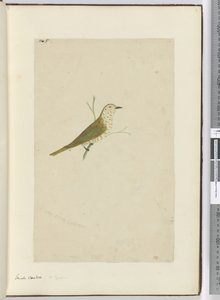 Small Cuckoo. New Zealand, 1772-75