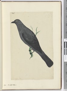 Crow. New Caledonia, 1772-75