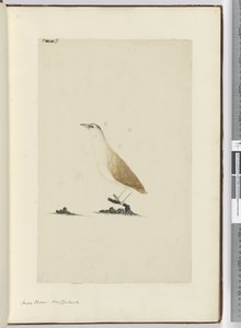 Small Plover. New Zealand, 1772-75