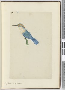King Fisher. New Zealand, 1772-75