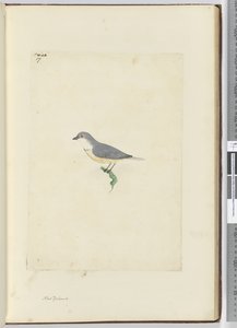 Unidentified New Zealand Bird, 1772-75
