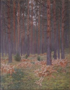 Ferns