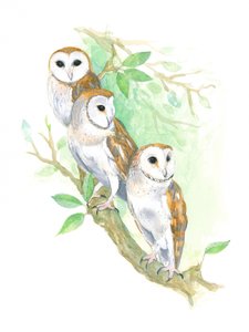 3 Barn Owls