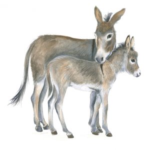 Donkey and Foal