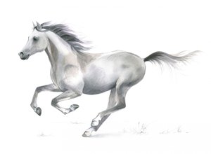 Dynamic Grace of a Galloping Horse