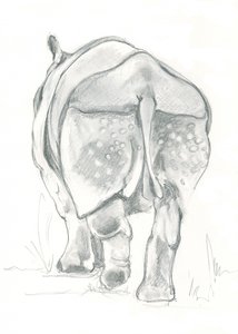 Rhino’s Gentle Stride