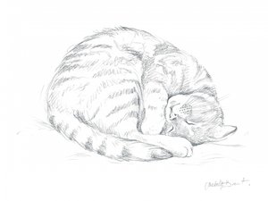 Sleeping Cat Drawing by Isabelle Brent