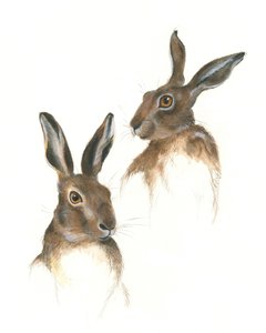 Two Hares Study