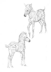 Zebra foals