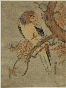 Parrot on Quince Tree by Isoda Koryusai