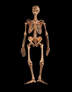 Miniature human skeleton by Israel Rouchomovsky