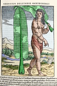 A West Indian native standing by a tobacco leaf. Engraving from the book 