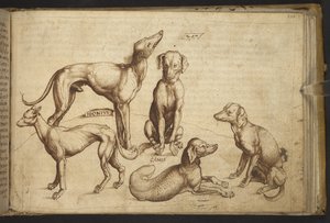 Add. 82955, f.206 Dogs of different breeds (