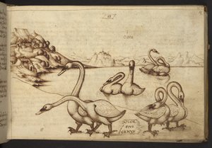 Swans (