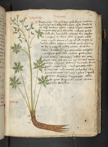 A herbal, Belluno by Italian School