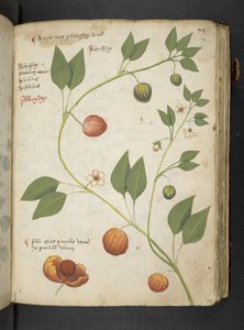 A herbal, Belluno by Italian School