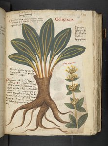 A herbal, Belluno by Italian School