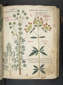A Herbal, Belluno by Italian School