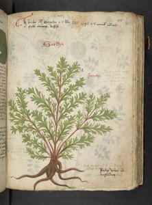 A Herbal, Belluno by Italian School