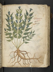 A Herbal, Belluno