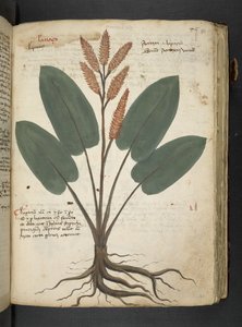A Herbal, Belluno
