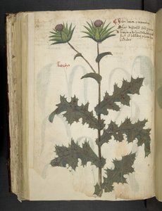 Thistle, A herbal, Belluno by Italian School