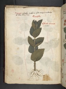 A herbal, Belluno by Italian School