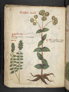 A Herbal, Belluno