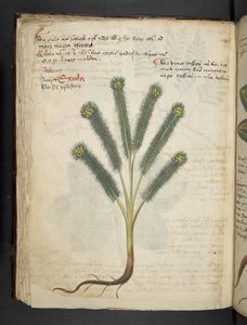 A Herbal, Belluno by Italian School