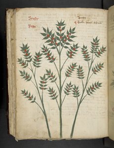 A herbal, Belluno by Italian School