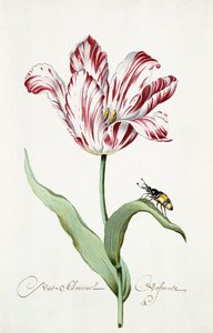 Admiral Tulip