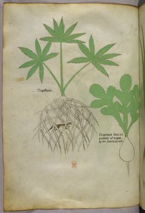 Botanical Illustration, circa 1440 by Italian School