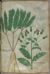 Botanical Illustration, circa 1440
