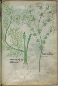 Botanical illustration, c.1440 by Italian School