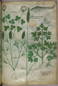 Botanical illustration, c.1440