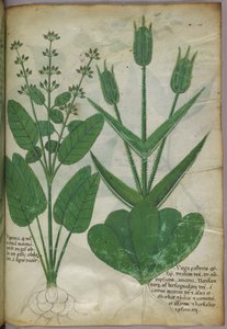 Botanical illustration, c.1440 by Italian School