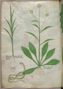 Botanical illustration, c.1440 by Italian School